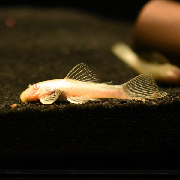 Goldener Antennenwels, Ancistrus dolichopterus sp. Gold